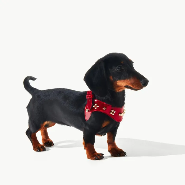 WomenMen Loubiharness S Pet Harness 8211 Patent Calf Psychic And Spikes Carasky 8211 Loubi Red Christian Louboutin Pet Accessories WomenMen Loubiharness S Pet Harness 8211 Patent Calf Psychic And Spikes Carasky 8211 Loubi Red Christian Louboutin Pet Accessories